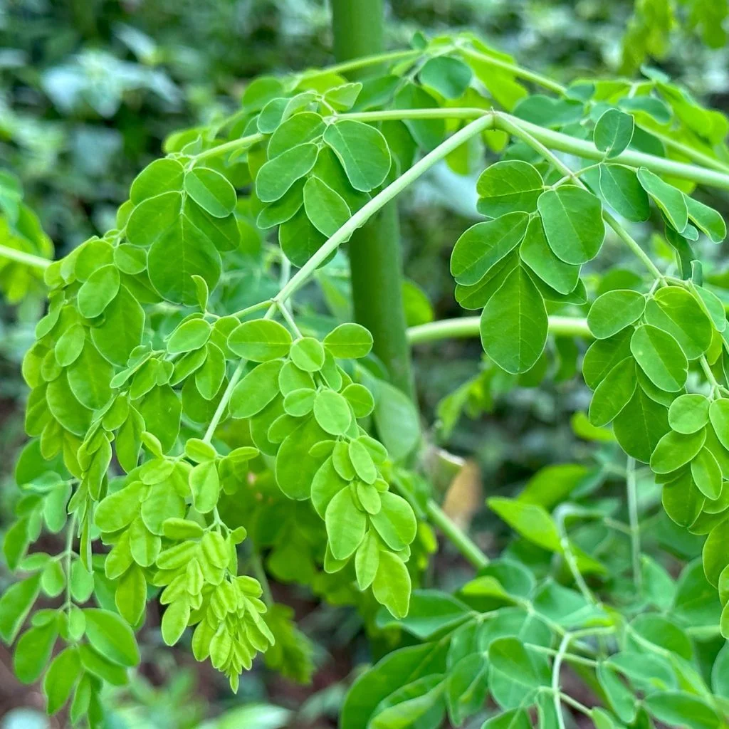 Os incríveis benefícios da moringa para a saúde
